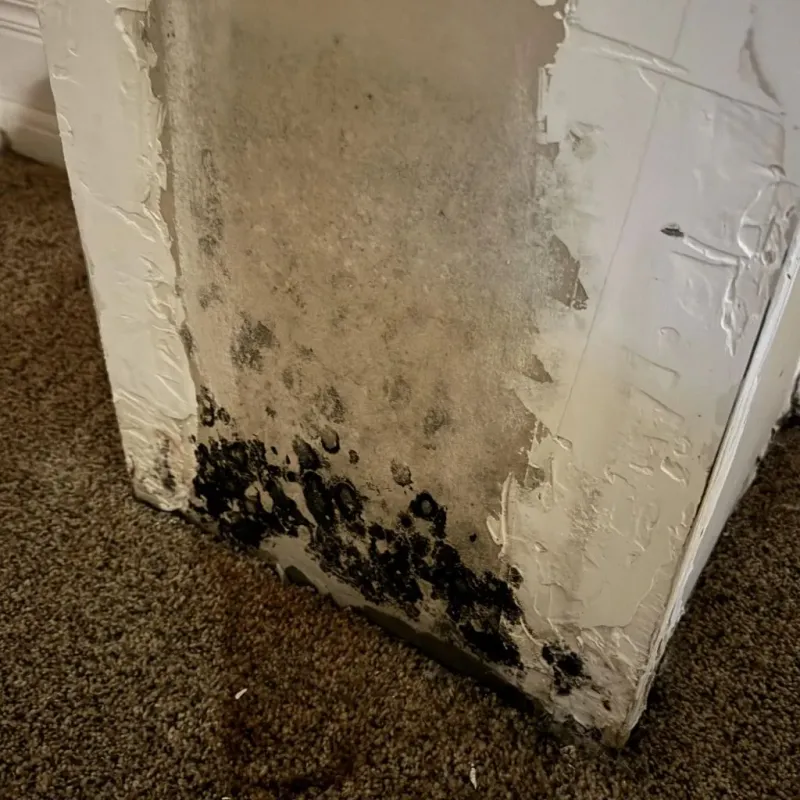 Professional Mold Removal in Creola, AL